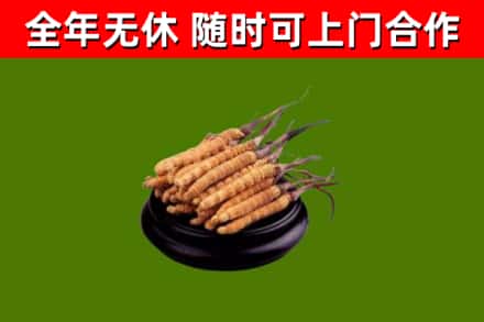 硚口回收散虫草