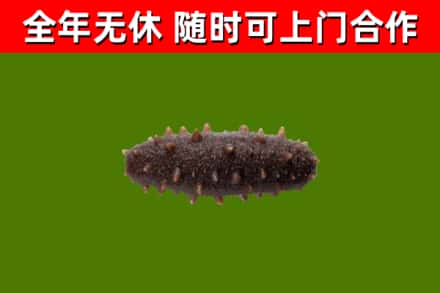 硚口烟酒回收干海参.jpg